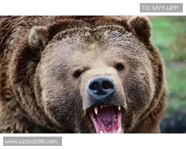 灰熊栖息地的生态保护与人类活动的平衡探索 灰熊栖息地的生态保护与人类活动的平衡探索